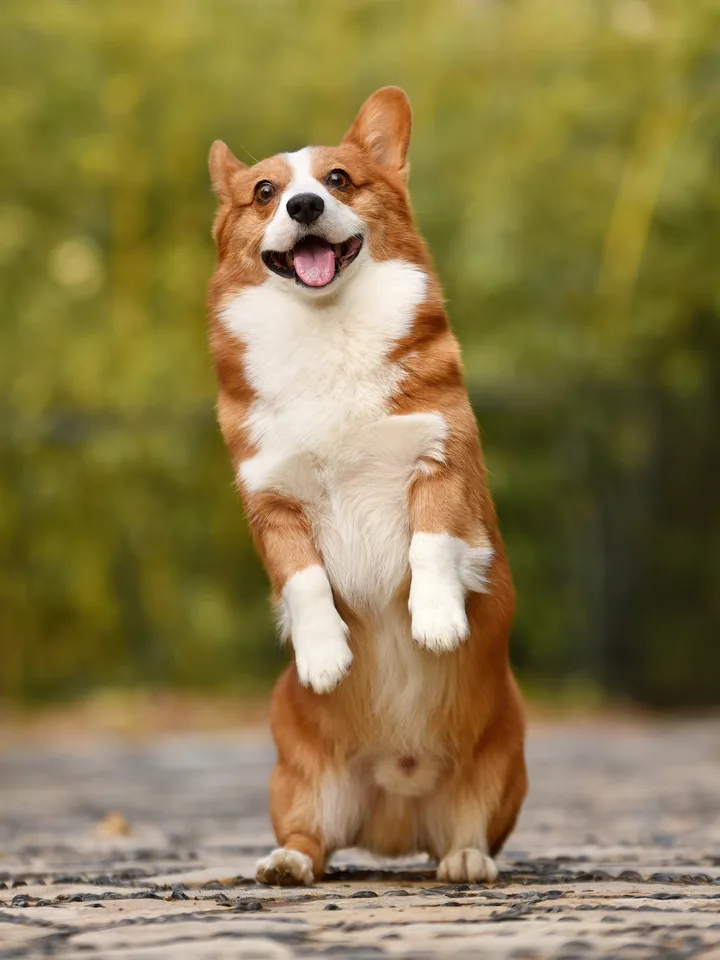 Pet: Your dog or cat on its hind legs at the party